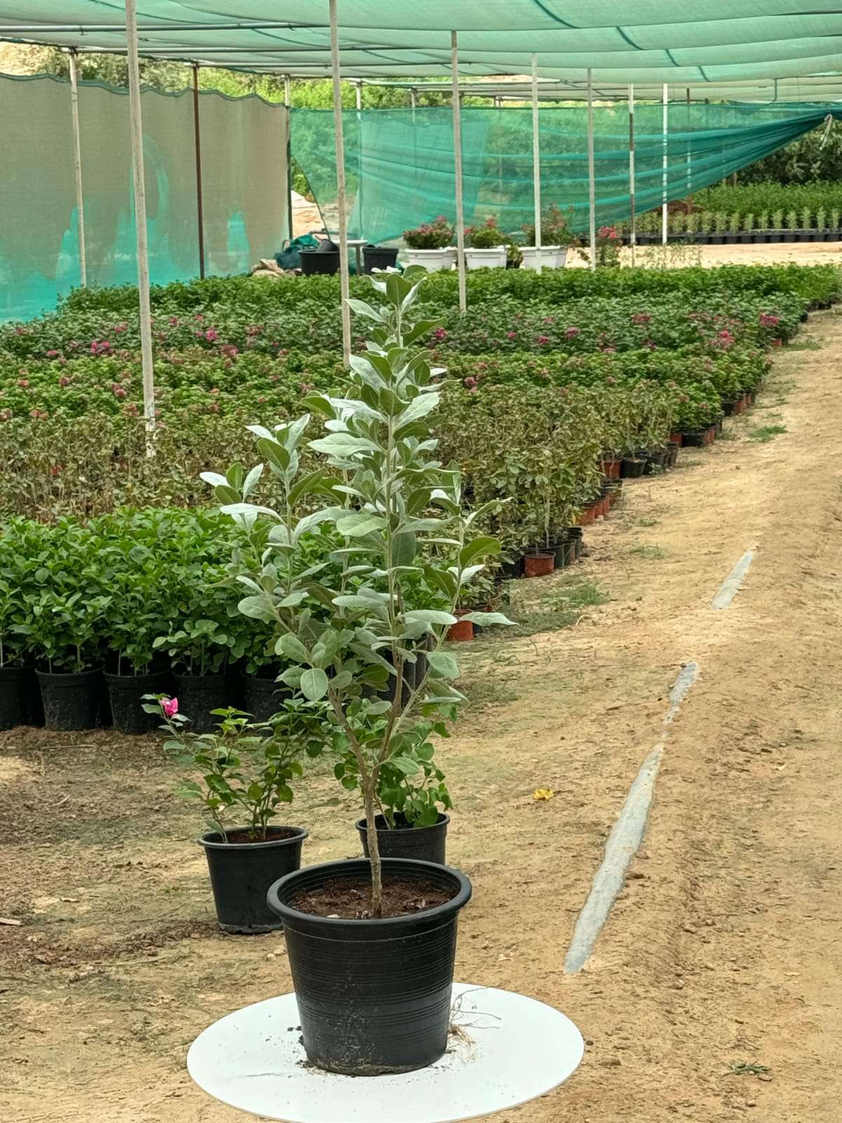 Silver Damas plant sapling in black nursery pot on white round stand