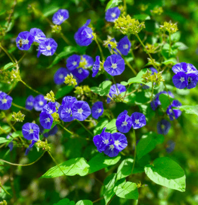 Sky blue cluster vine with small blue flowers and green vine leaves