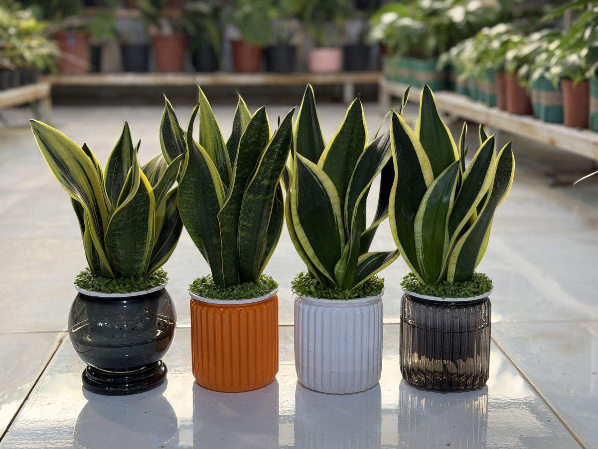 Snake plant with upright variegated leaves in textured ceramic pots, 25cm height
