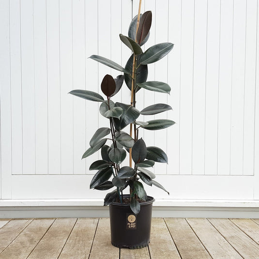 Rubber Plant Tall 3PP