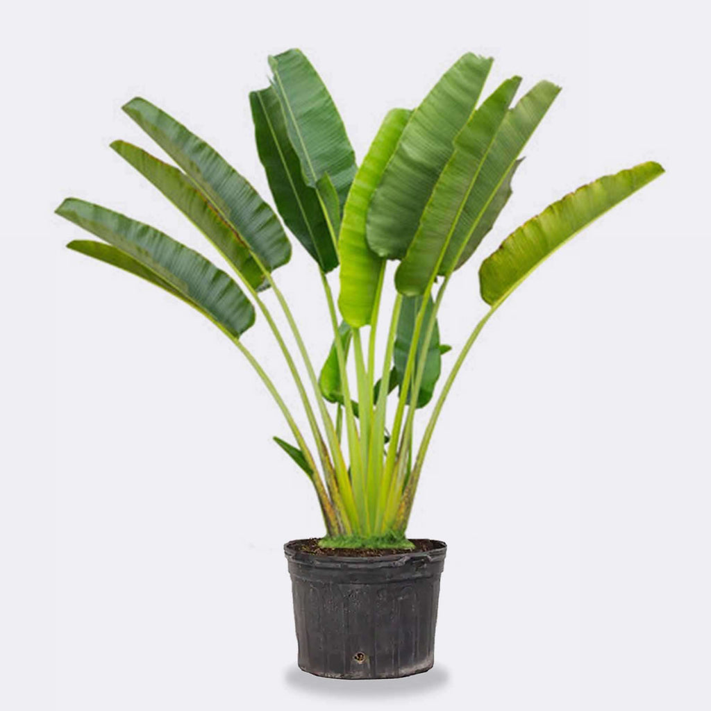 Traveler's palm in dark plastic pot with clustered long green leaves