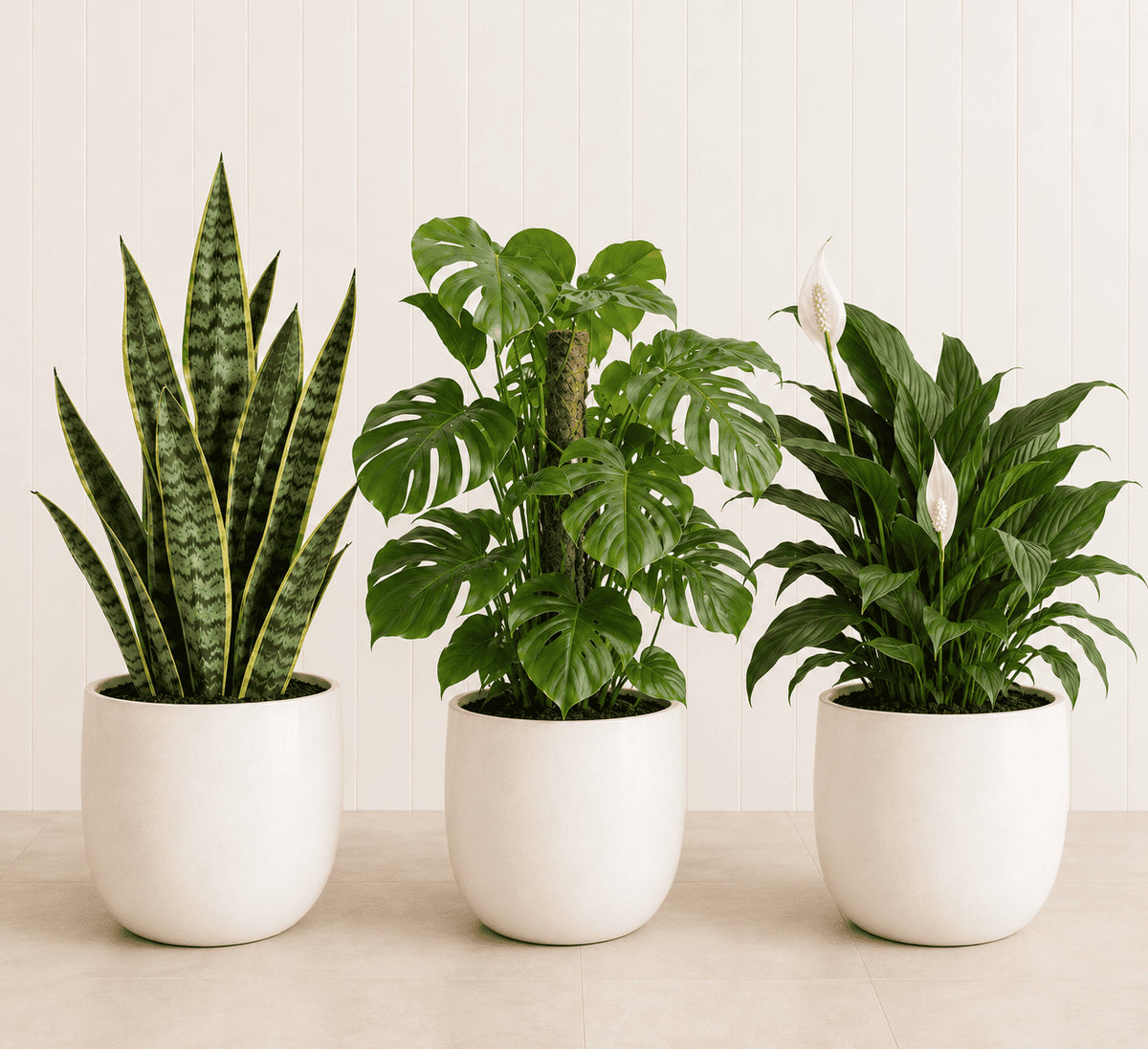 Tall Indoor Bundle