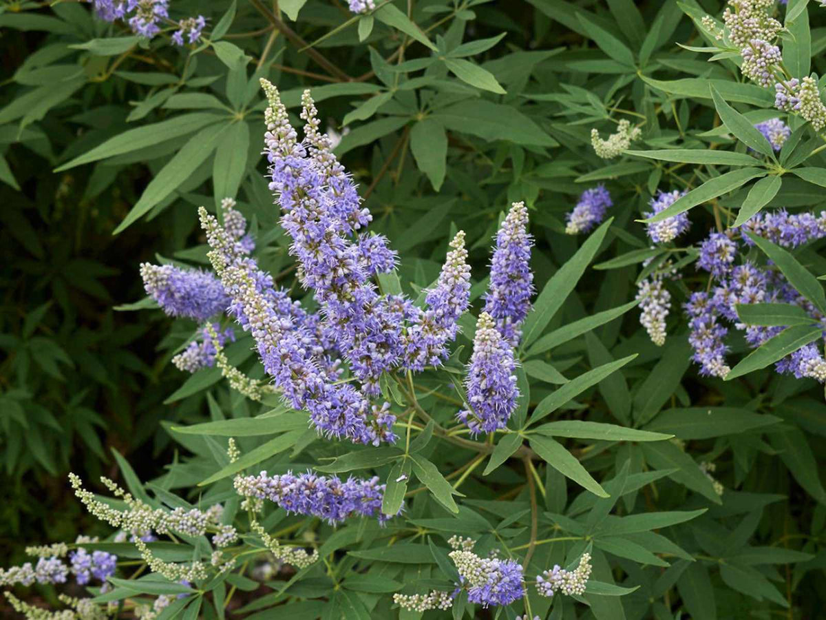 Chaste tree shrub with clusters of purple flower spikes and green leaves