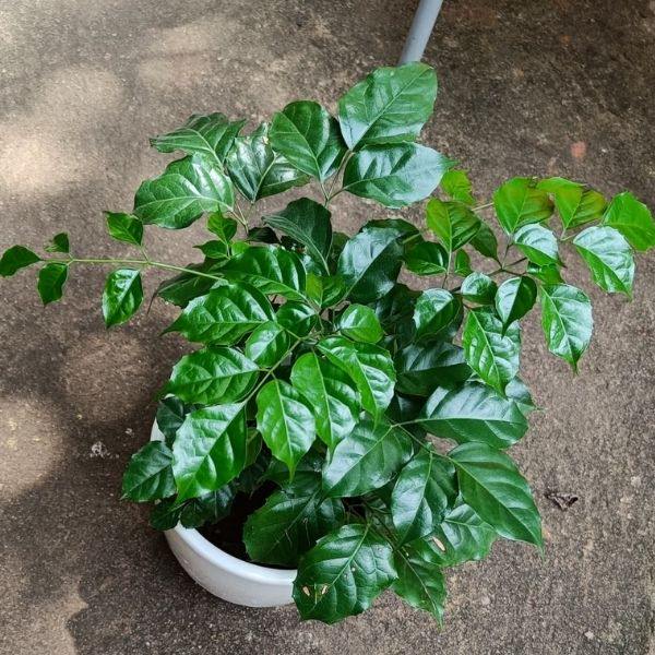 Thick-trunk tree with glossy green leaves in gray pot