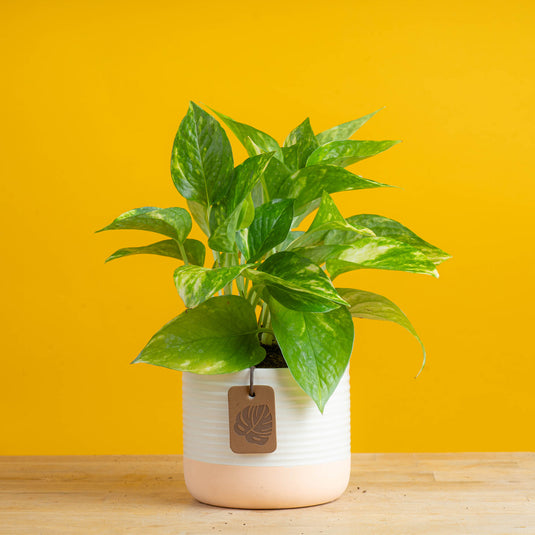 Golden Pothos