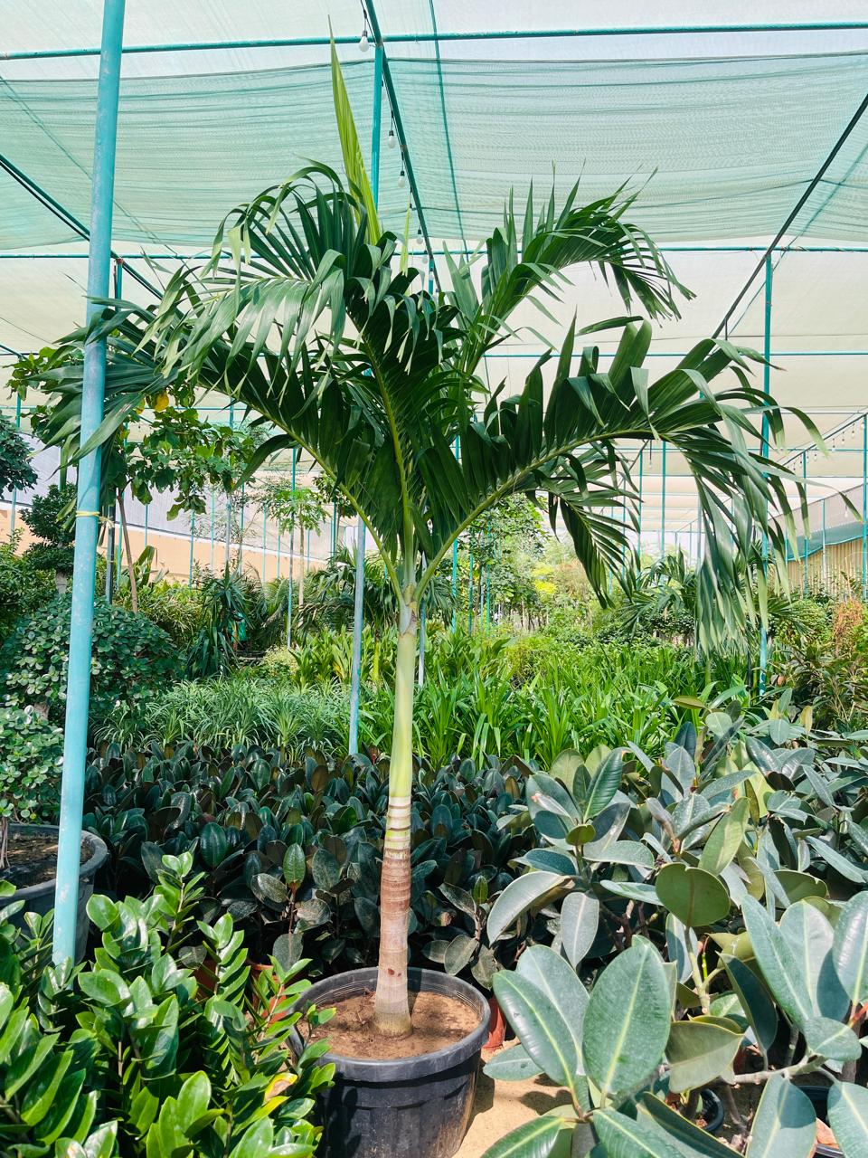 Potted palm tree with green fronds in a large planter