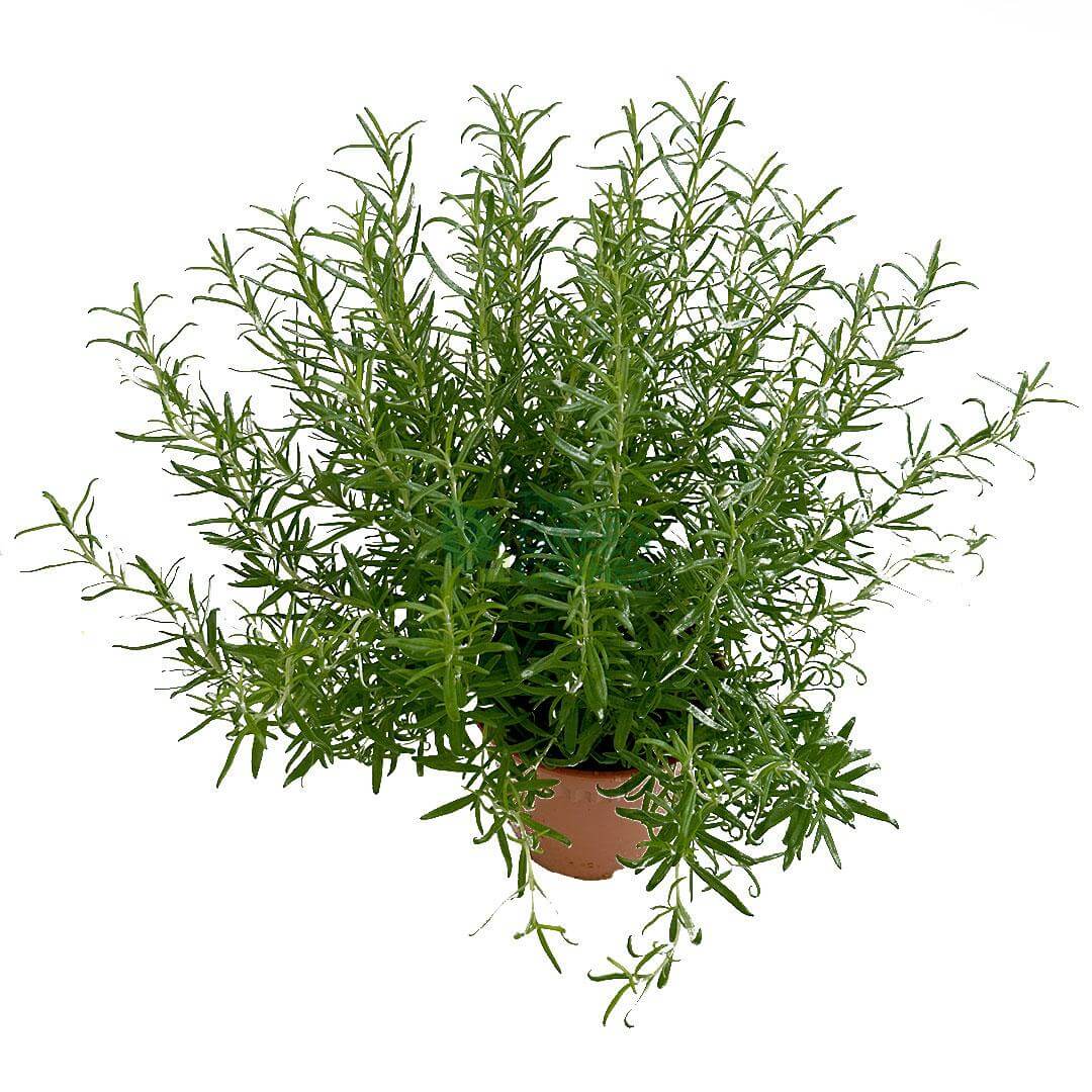 Rosemary herb plant with green sprigs in a terracotta pot