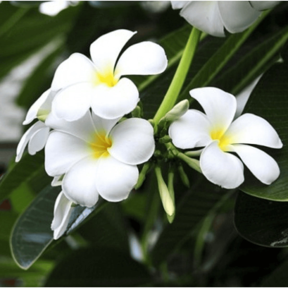 White frangipani small flowers with yellow centers and green leaves