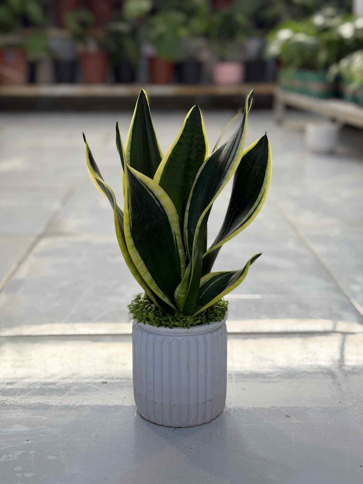 Snake plant in white ribbed ceramic pot with upright variegated green leaves