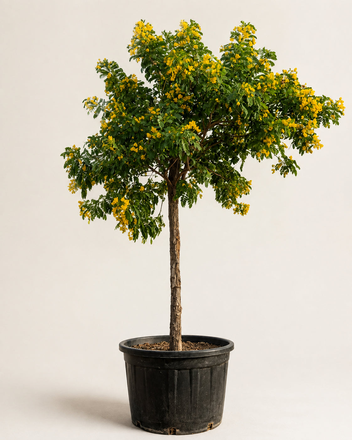 Golden shower tree in black pot, slender trunk with clusters of yellow blossoms