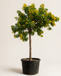 Yellow Cassia (Cassia fistula) | Golden Shower Tree