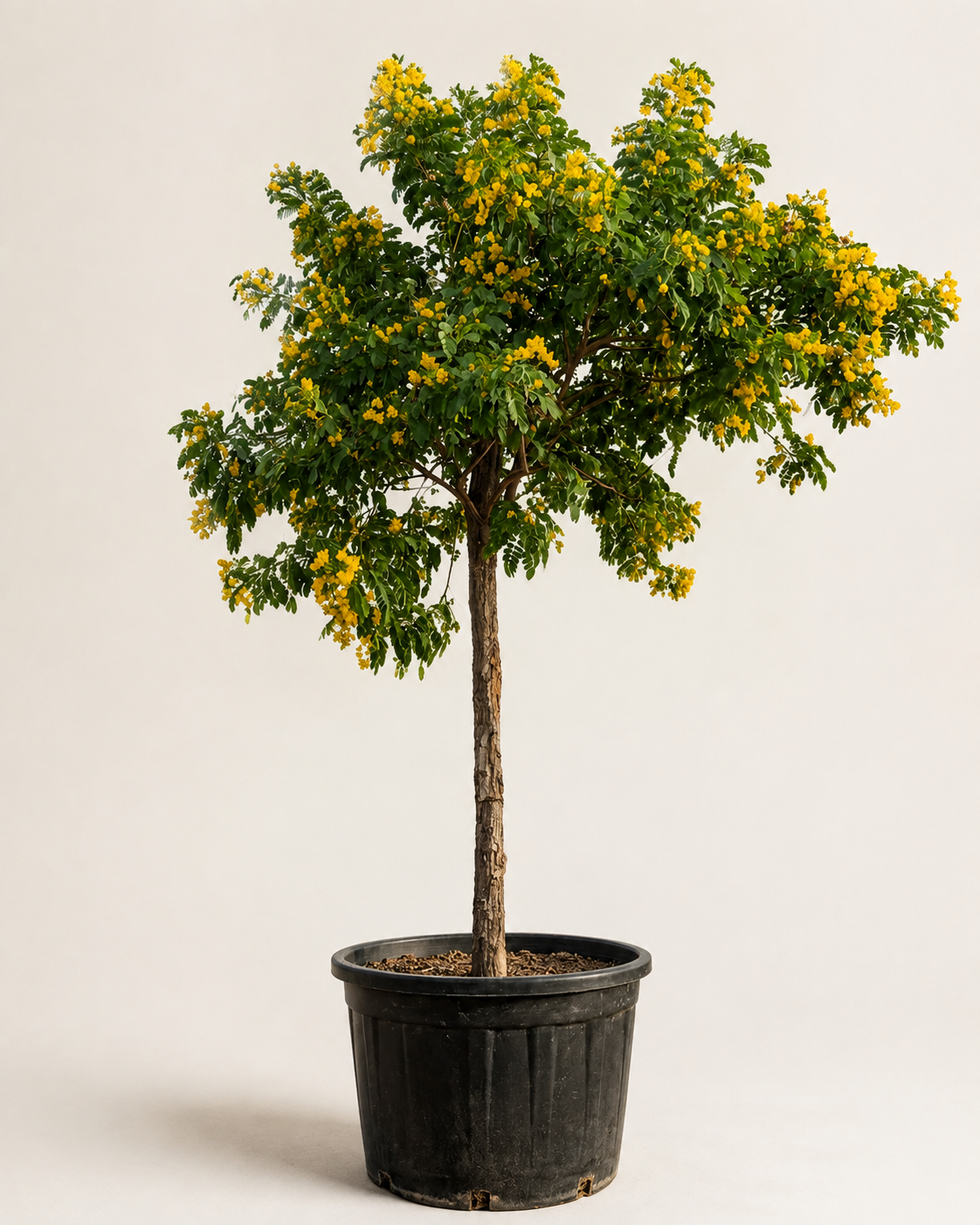 Yellow Cassia (Cassia fistula) | Golden Shower Tree