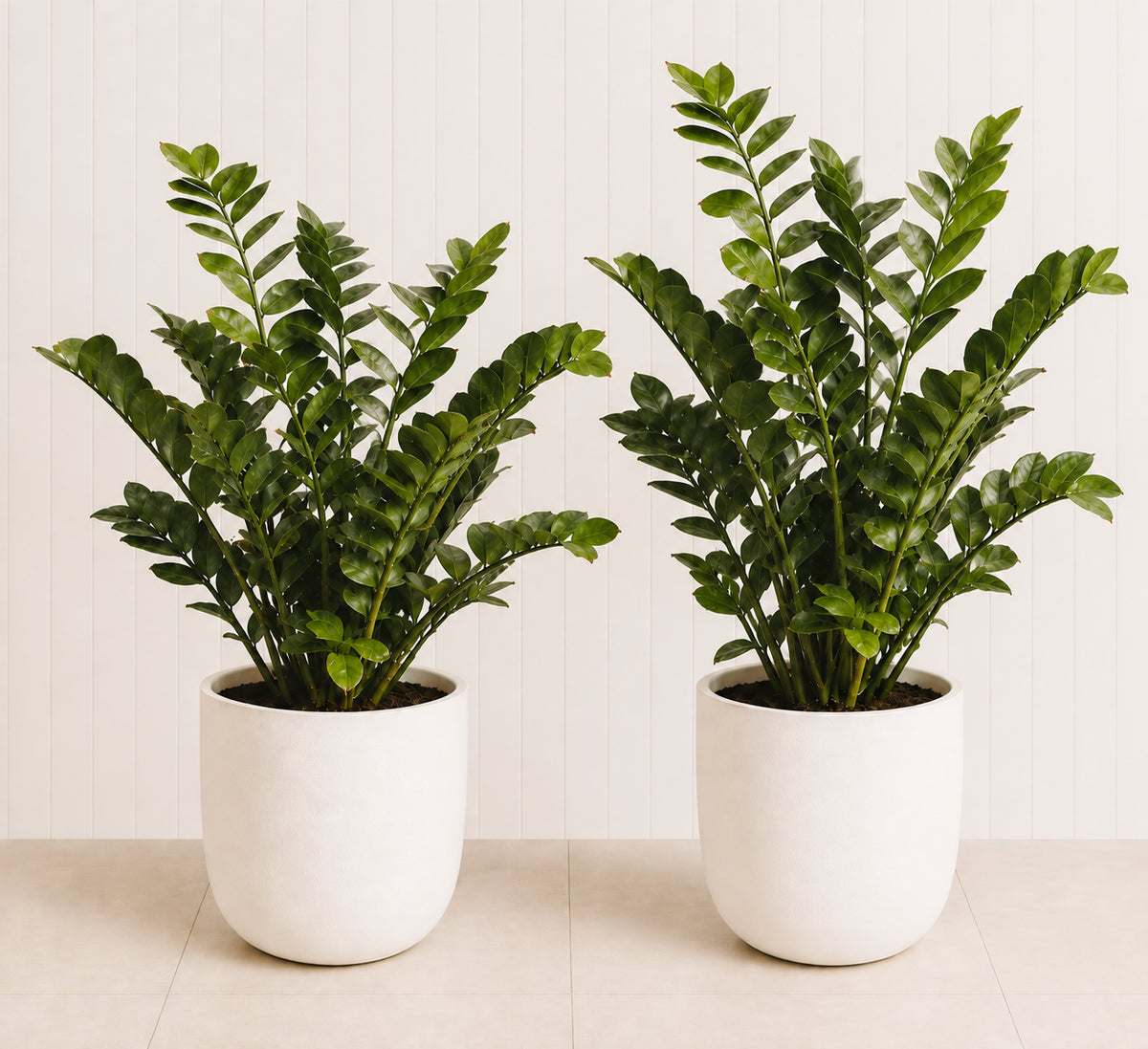 ZZ Plant Duo