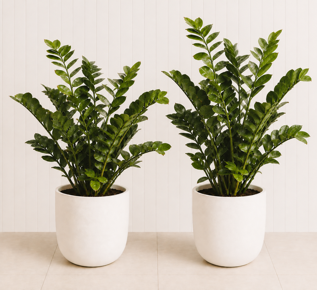 ZZ Plant Duo