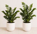 ZZ Plant Duo