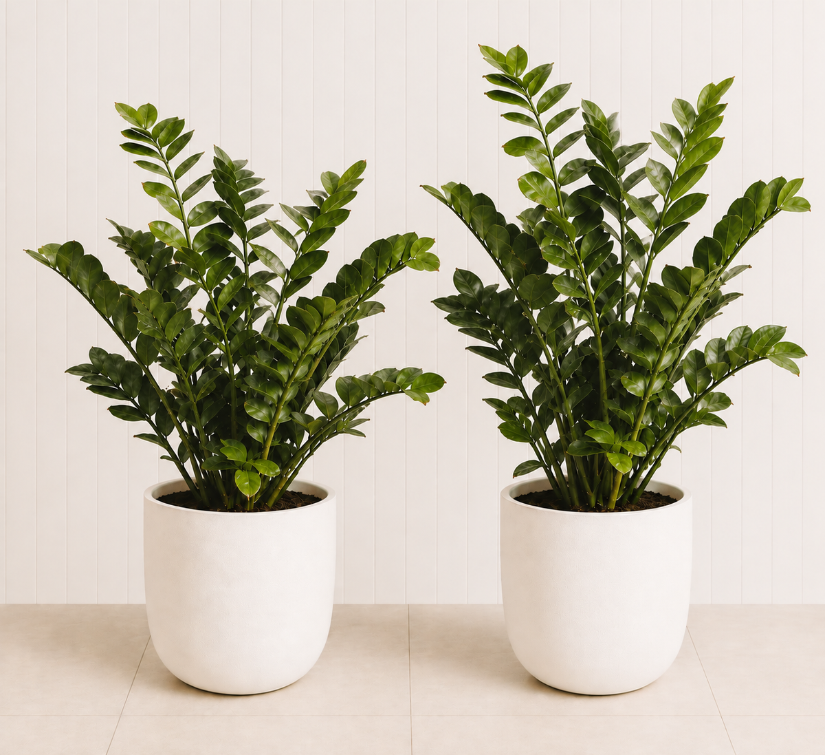 ZZ Plant Duo