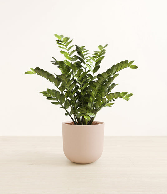 Zamia Plant / ZZ plant