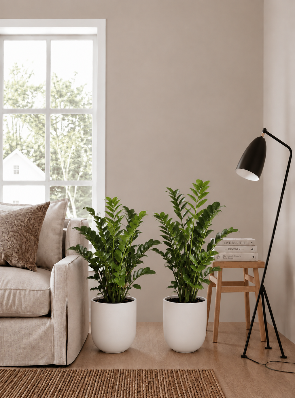 ZZ Plant Duo