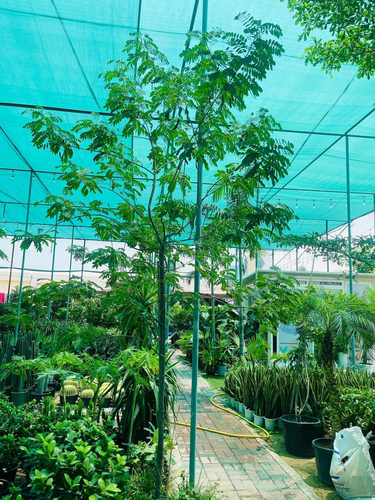 Potted acacia tree with slender trunk and bright green feathery leaves