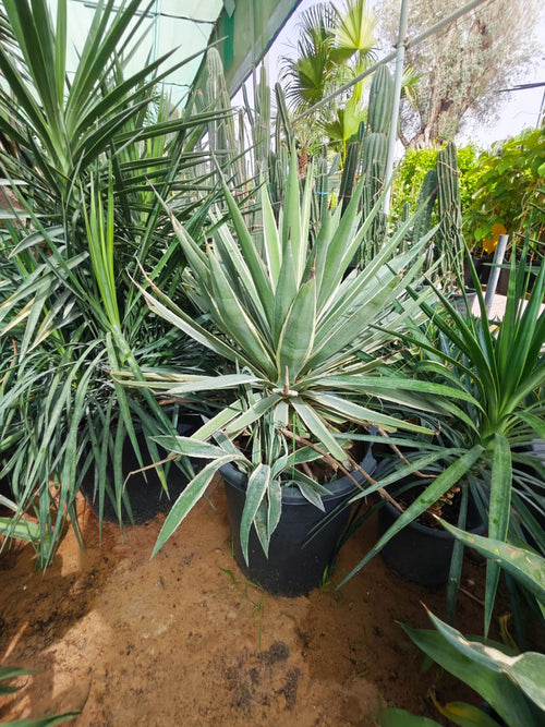 Agave