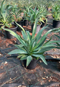 Agave