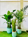 Tall Indoor Plant Bundle (Areca Palm, Bird of Paradise, Snake Plant)