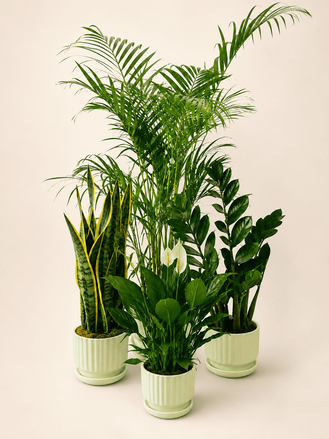 Indoor plant bundle with four green plants in ribbed ceramic pots