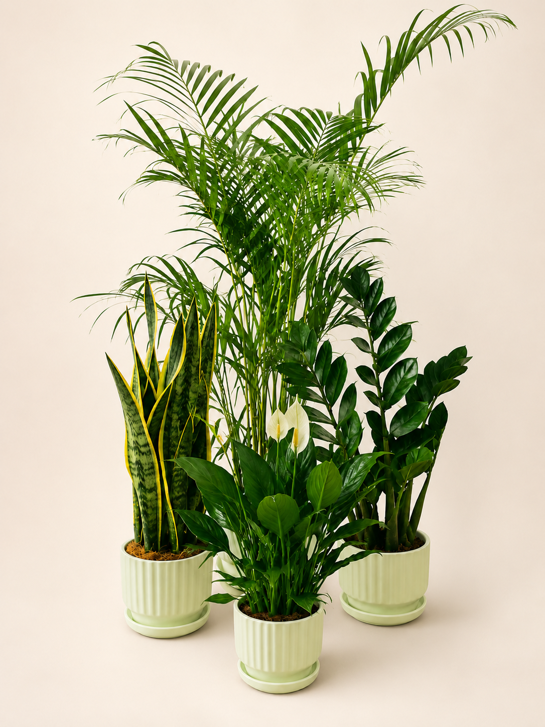 Air Purifying Plant Bundle (Areca Palm, ZZ Plant, Snake Plant, Peace Lily)