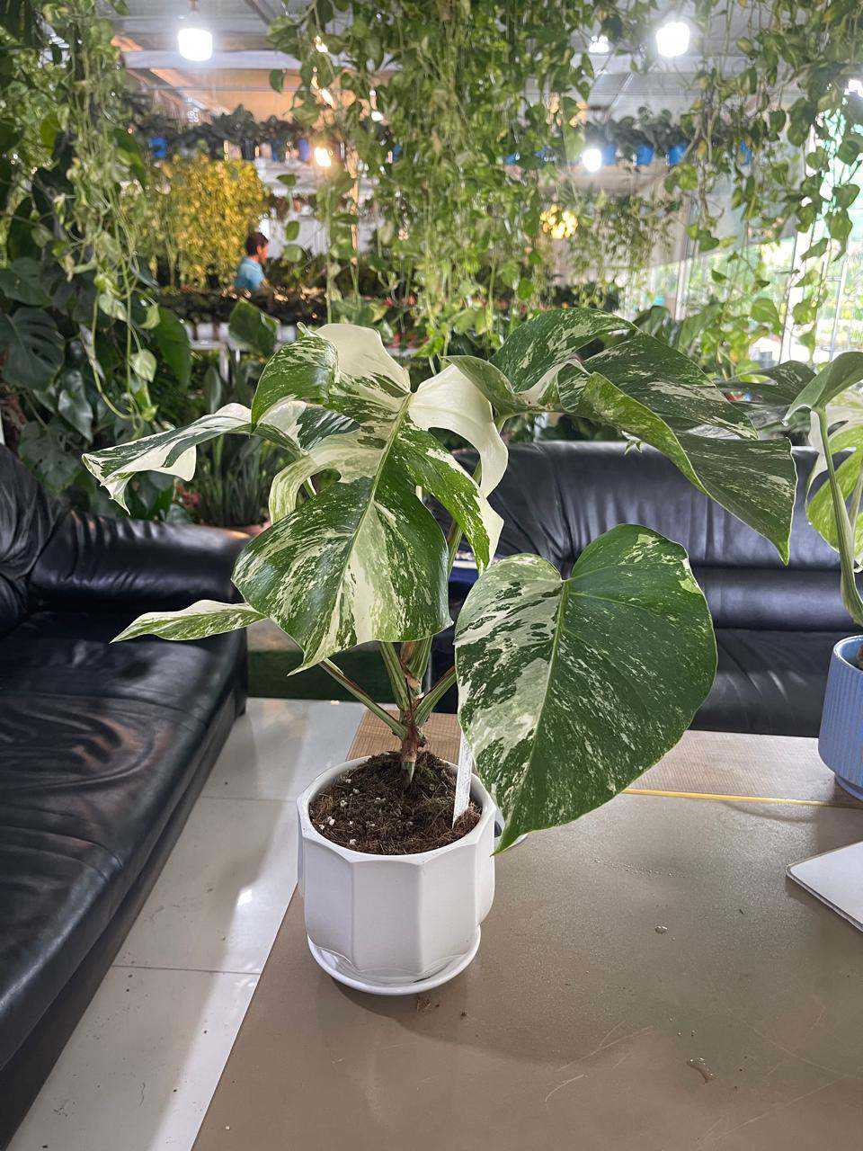 Monstera Albo plant in white pot with variegated green and white split leaves