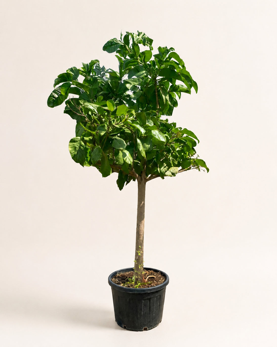 Indian almond tree in black nursery pot with green leaves