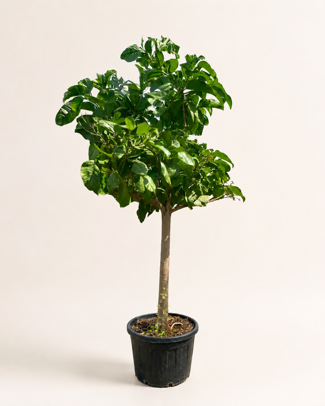 Indian Almond (Terminalia catappa) | 3.5–4.0 m