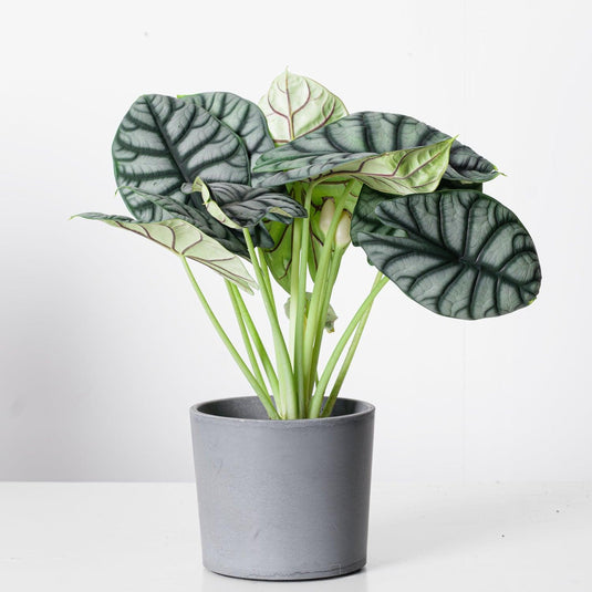 Alocasia Dragon