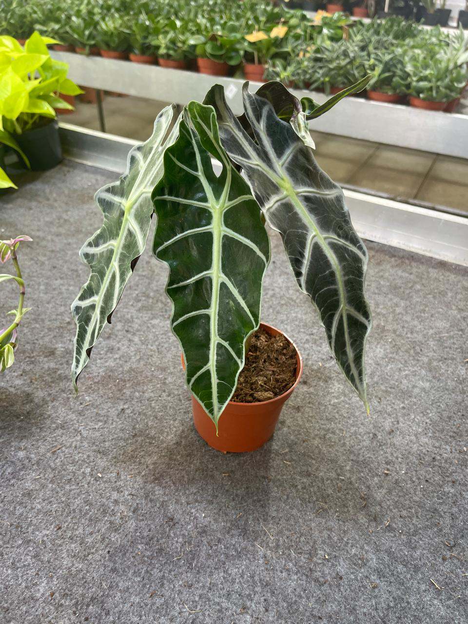 Alocasia Polly plant in terracotta pot with dark green leaves and pale white veins