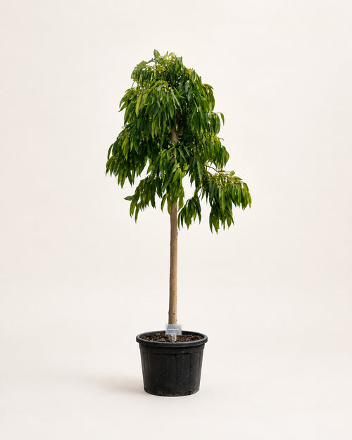 Amstel Queen fig tree in black pot with dark green drooping leaves