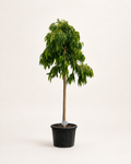 Amstel Queen fig tree in black pot with dark green drooping leaves