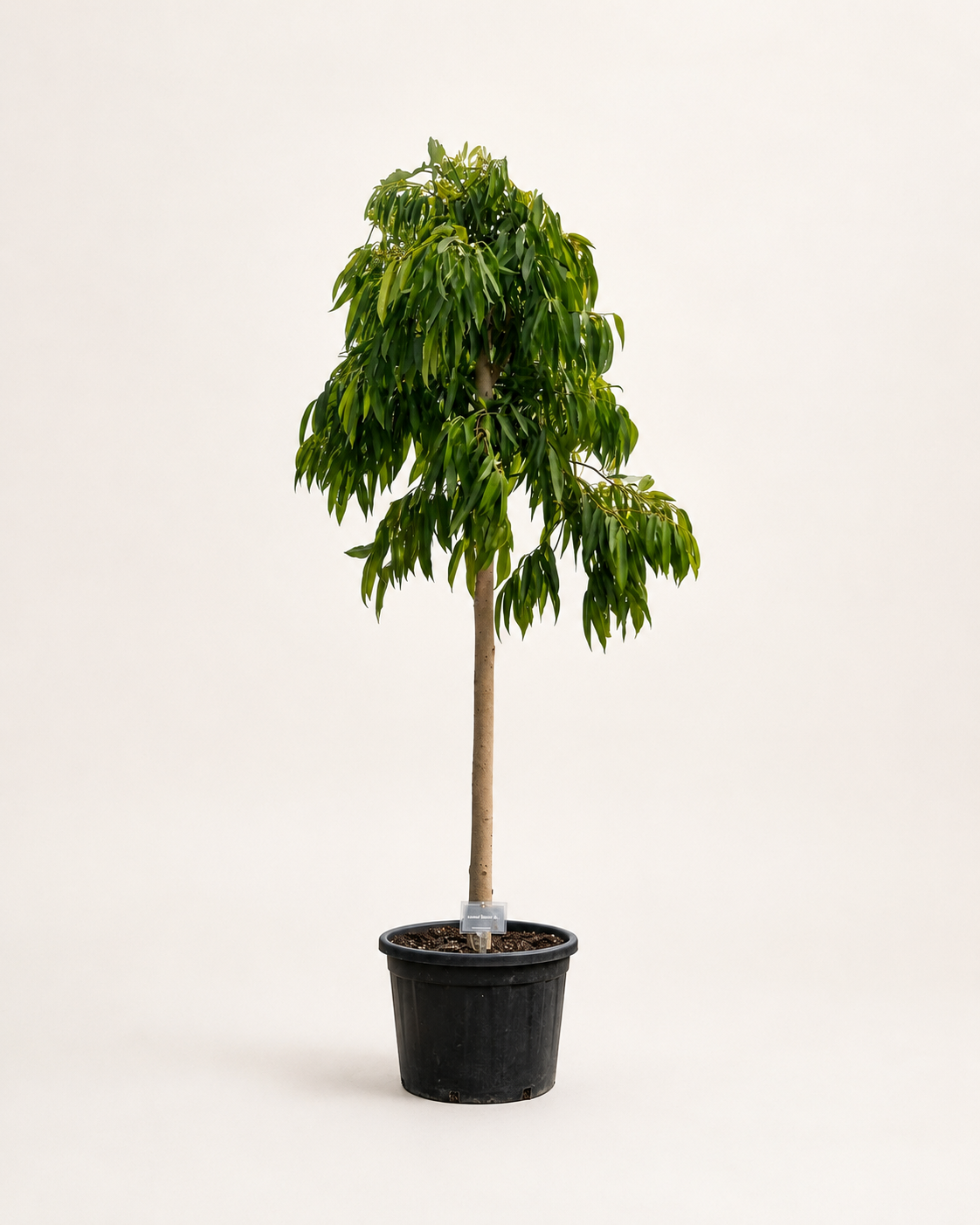 Amstel Queen fig tree in black pot with dark green drooping leaves