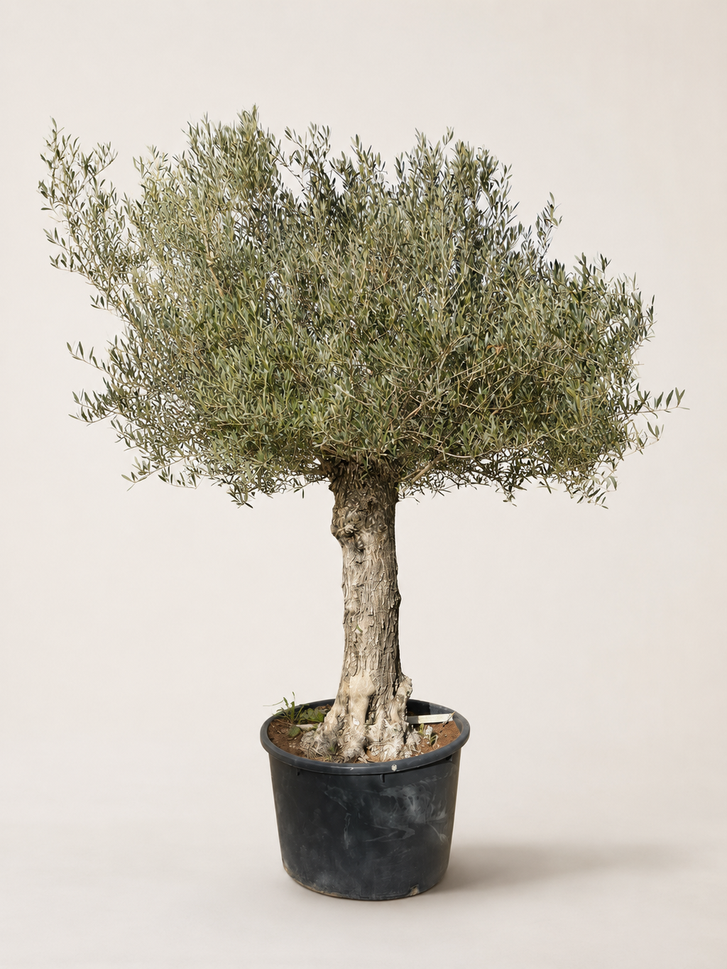 Olive tree with silvery-green leaves in a black round pot