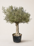 Olive tree with silvery-green leaves in a black round pot