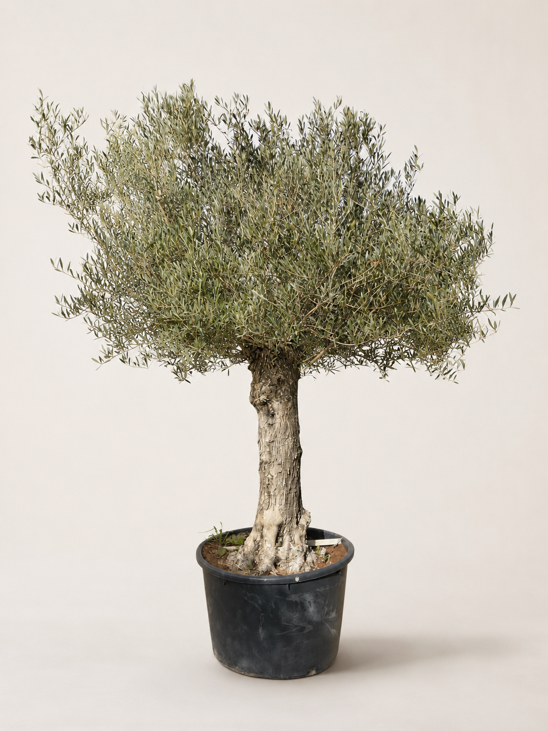 Olive tree with silvery-green leaves in a black round pot
