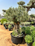 1.8M Ancient Olive Tree - 60/70 years old