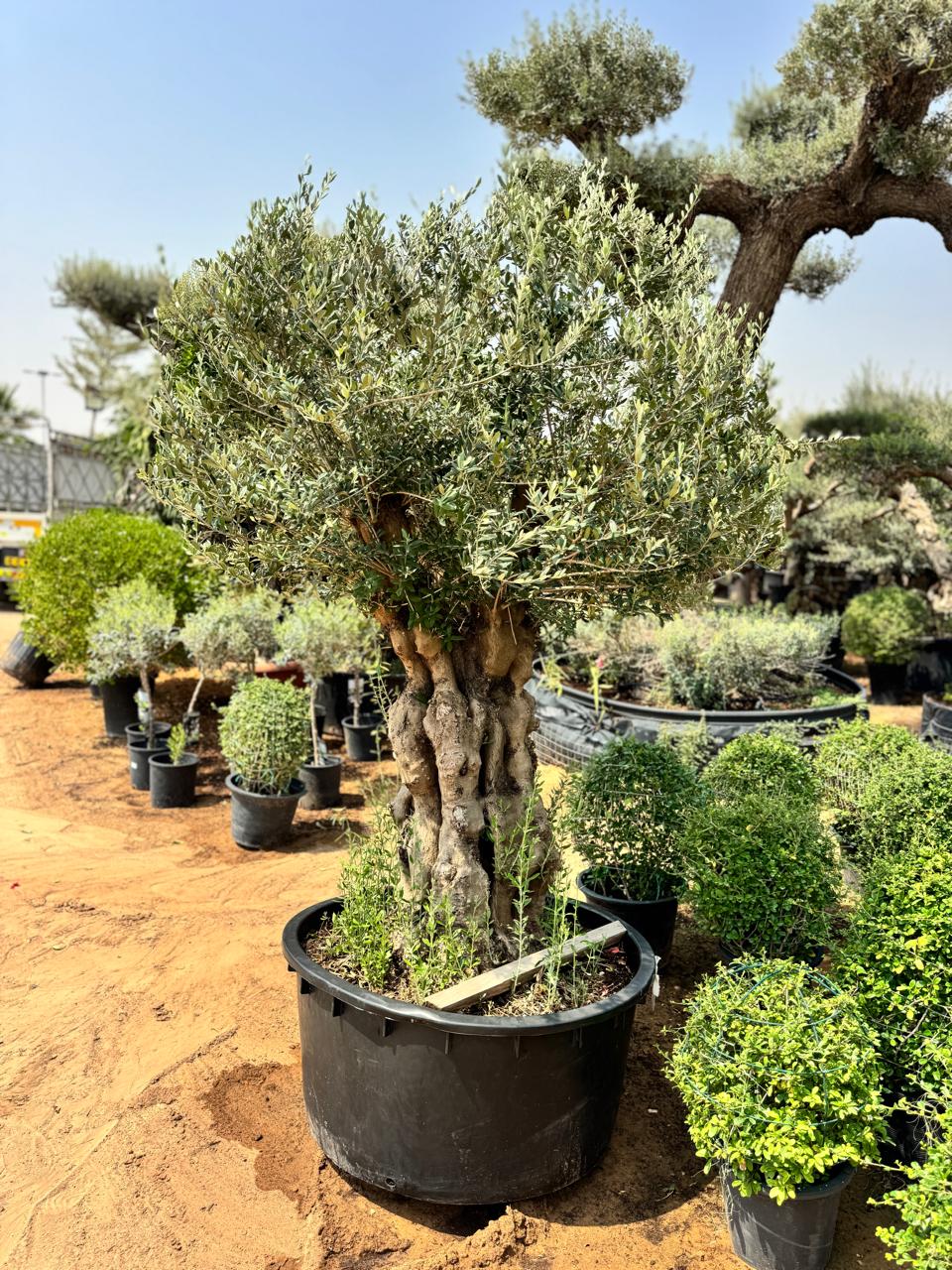 Ancient olive tree in a large round planter, twisted trunk with silvery-green leaves