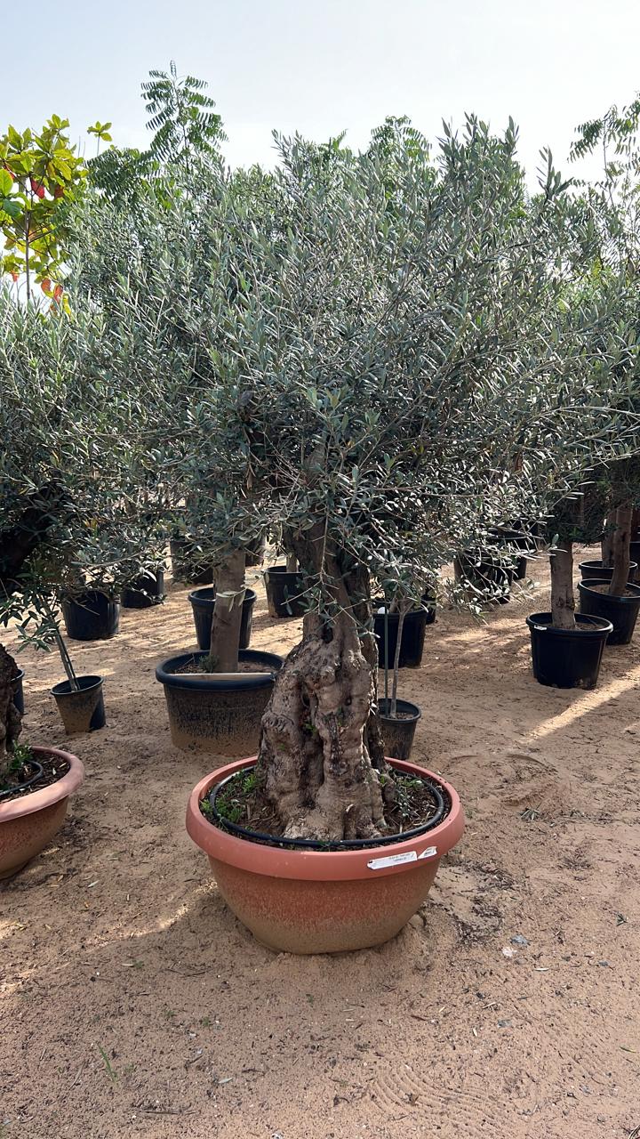 Mature olive tree in terracotta pot with dense gray-green foliage