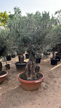 Ancient Olive Tree – 2M -  Premium Mature Mediterranean Olive Tree for Luxury Landscaping