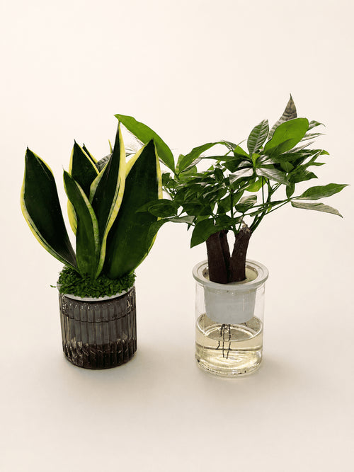 Dual potted plants with clear and dark ribbed planters, green foliage