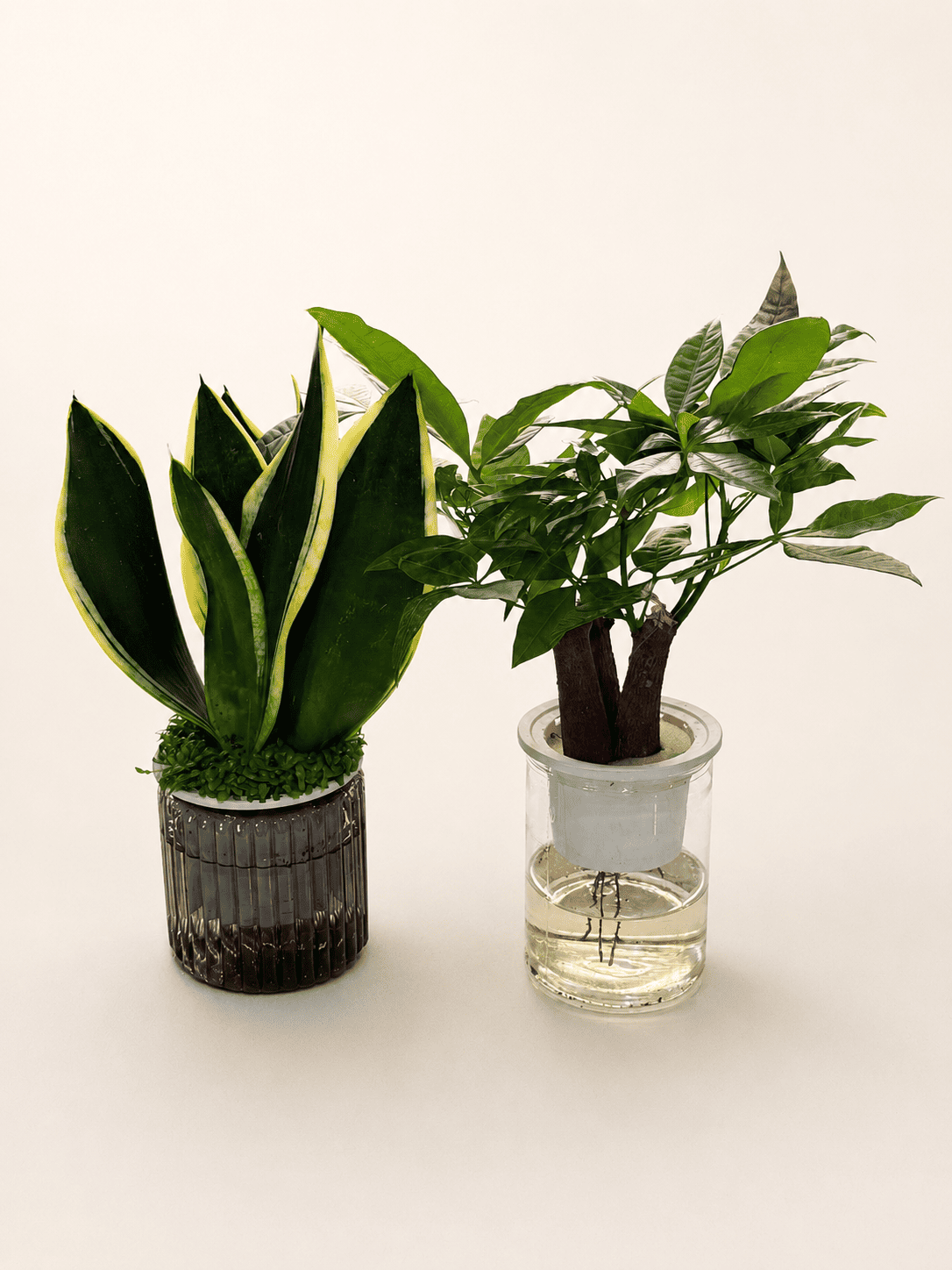 Dual potted plants with clear and dark ribbed planters, green foliage