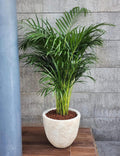Areca palm Holland with arching green fronds in a cream stone planter topped with clay pebbles