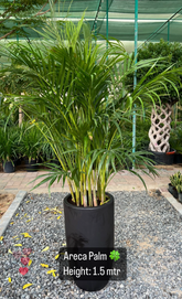 areca palm palm heart Palm & Heart Bundle