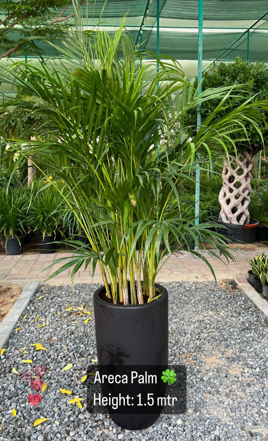 Areca Palm