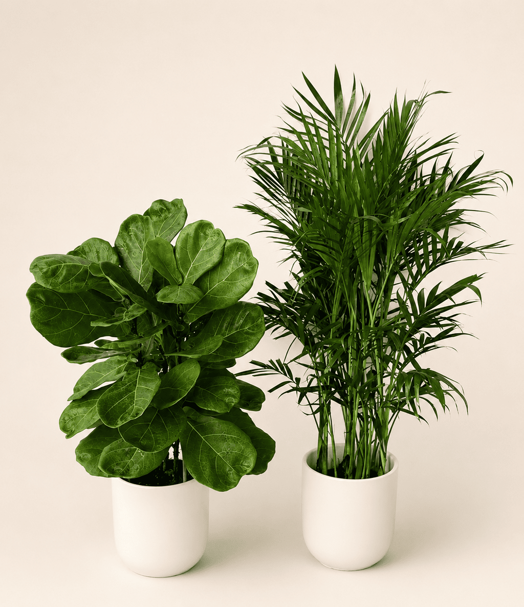 Kentia palm and fiddle leaf plants in two white nursery pots, lush green leaves