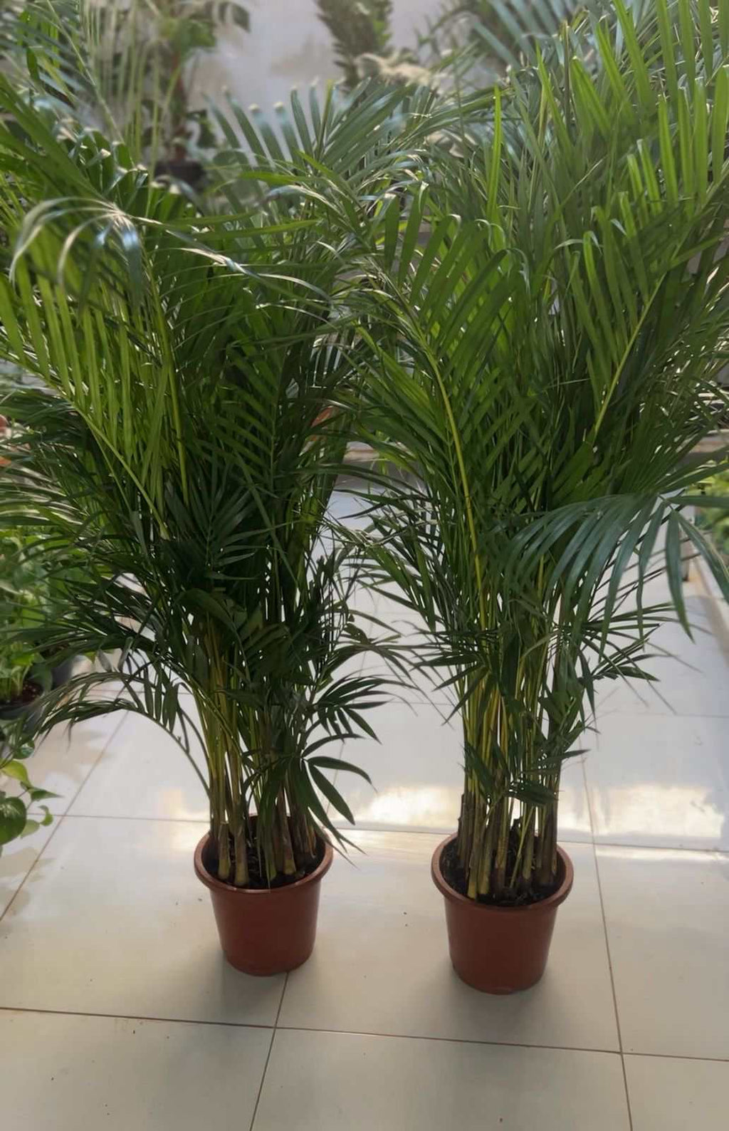 Pair of areca palm plants in terracotta pots with green feathery fronds